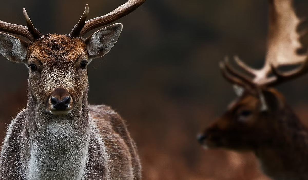 ‘Zombie deer virus’:  Middle East is safe but doctors warn of human infection risk